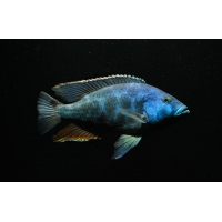 Nimbochromis Livingstonii 6-7cm